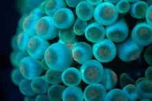 Load image into Gallery viewer, Green Bubble-tip Anemone