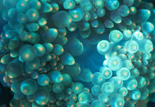 Load image into Gallery viewer, Green Bubble-tip Anemone