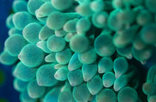 Load image into Gallery viewer, Green Bubble-tip Anemone