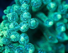 Load image into Gallery viewer, Green Bubble-tip Anemone