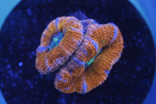 Load image into Gallery viewer, Assorted Frag Pack