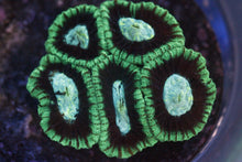 Load image into Gallery viewer, Assorted Frag Pack