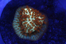 Load image into Gallery viewer, Assorted Frag Pack