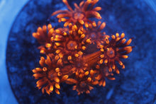 Load image into Gallery viewer, Assorted Frag Pack