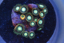 Load image into Gallery viewer, Assorted Frag Pack