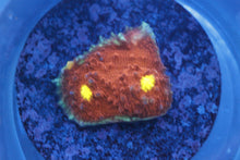 Load image into Gallery viewer, Assorted Frag Pack