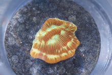 Load image into Gallery viewer, Assorted Frag Pack