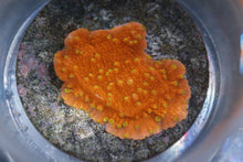 Load image into Gallery viewer, Assorted Frag Pack