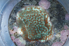 Load image into Gallery viewer, Assorted Frag Pack