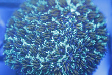 Load image into Gallery viewer, Assorted Frag Pack