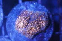 Load image into Gallery viewer, Assorted Frag Pack