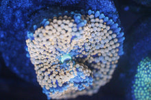 Load image into Gallery viewer, Assorted Frag Pack