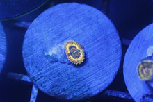 Load image into Gallery viewer, Assorted Frag Pack