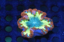 Load image into Gallery viewer, Ultra Grade Rock Flower Anemones