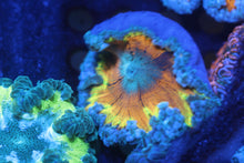 Load image into Gallery viewer, Ultra Grade Rock Flower Anemones