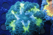 Load image into Gallery viewer, Ultra Grade Rock Flower Anemones