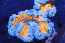 Load image into Gallery viewer, Ultra Grade Rock Flower Anemones