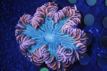 Load image into Gallery viewer, Ultra Grade Rock Flower Anemones