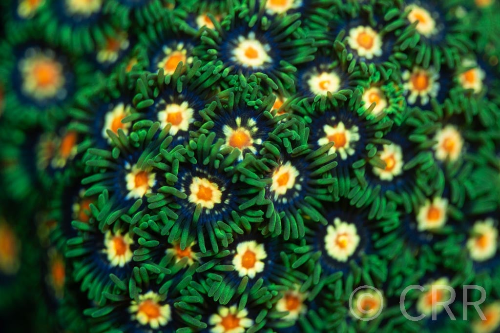 JF Stargazer Zoa – Shop Reef N Reptile