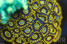 Load image into Gallery viewer, Blue Hornet Zoanthid
