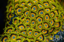 Load image into Gallery viewer, Scrambled Eggs Zoa
