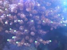 Load image into Gallery viewer, CRR Candle Light Acropora (Foxflame Acropora)
