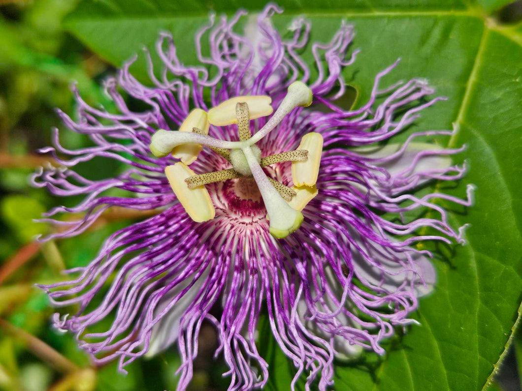 Passionfruit, Passiflora incarnata, seeds (10 pack)