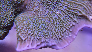 Blueberry Fields Montipora