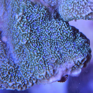 Blueberry Fields Montipora