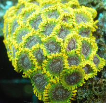 Load image into Gallery viewer, Acid Reflux Zoanthid
