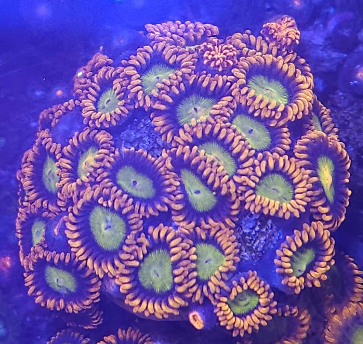 CRR Atomic Mandarin Zoa – Shop Reef N Reptile