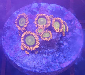 CRR Atomic Mandarin Zoa