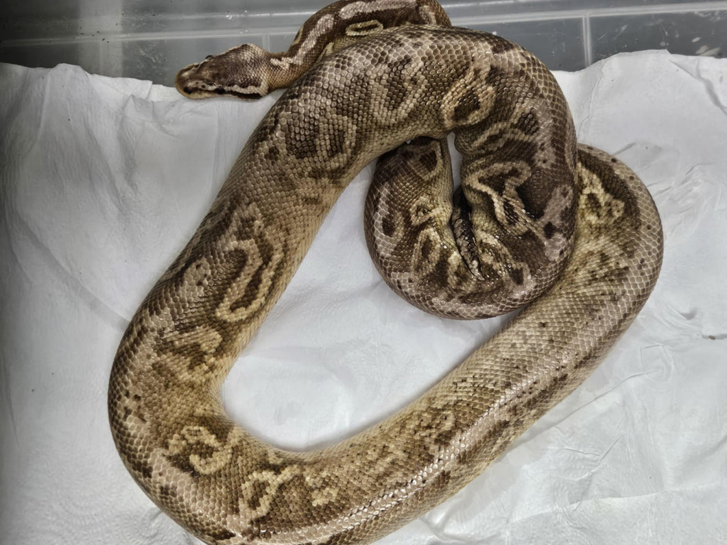 Black Pewter Cypress Ball Python