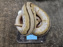 Load image into Gallery viewer, Bumble Bee Genetic Stripe Ball Python
