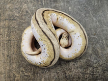 Load image into Gallery viewer, Bumble Bee Genetic Stripe Ball Python
