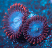 Load image into Gallery viewer, Captain Falcon Zoanthid
