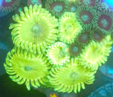 Load image into Gallery viewer, CRR Sunflower Zoanthid

