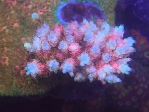 WWC Dragon Slayer Acropora