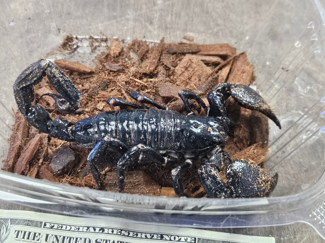 True Emperor Scorpion