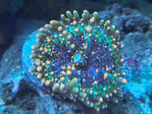 Godzilla Bounce Mushroom