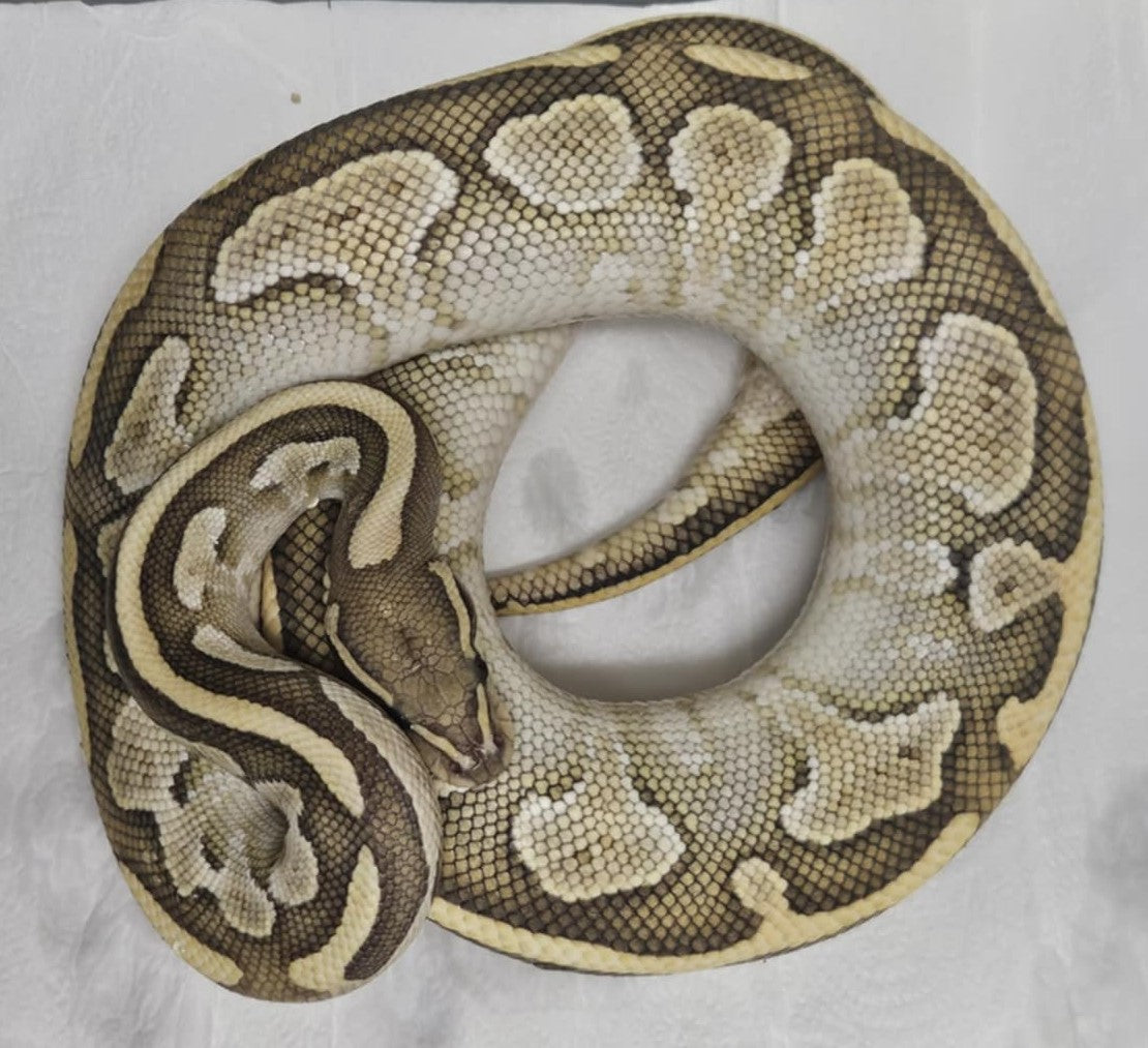 Hypo Butter/Lesser Ball Python – Shop Reef N Reptile