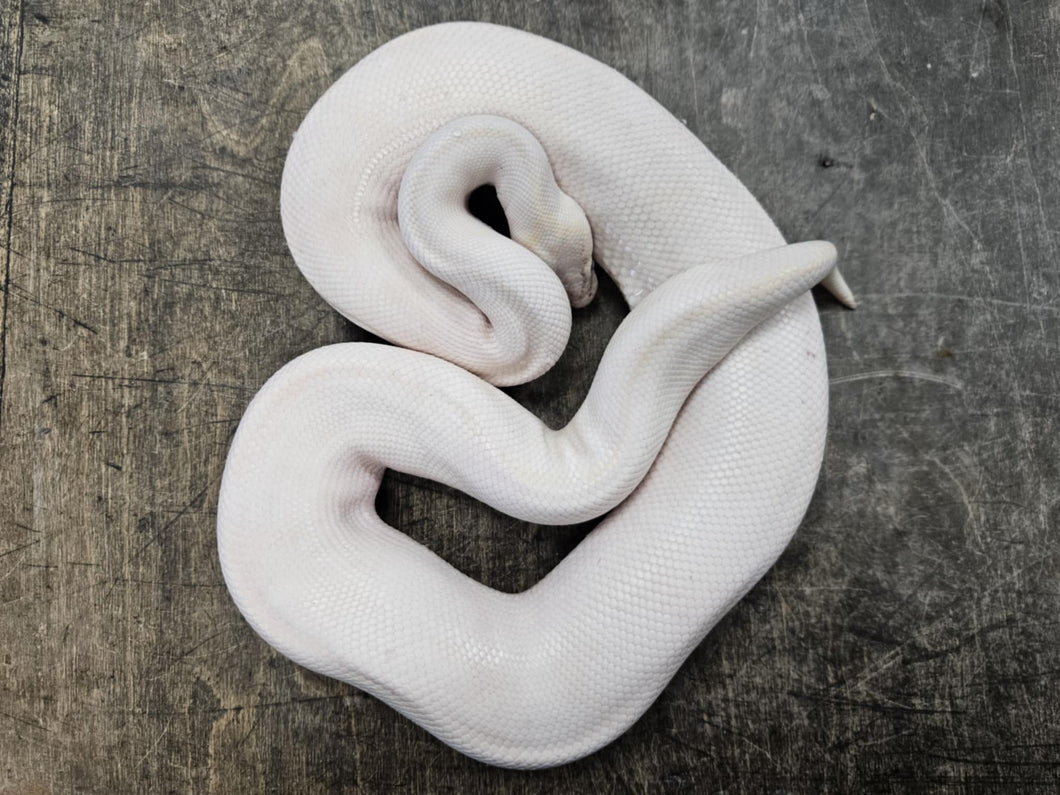 Ivory Ball Python