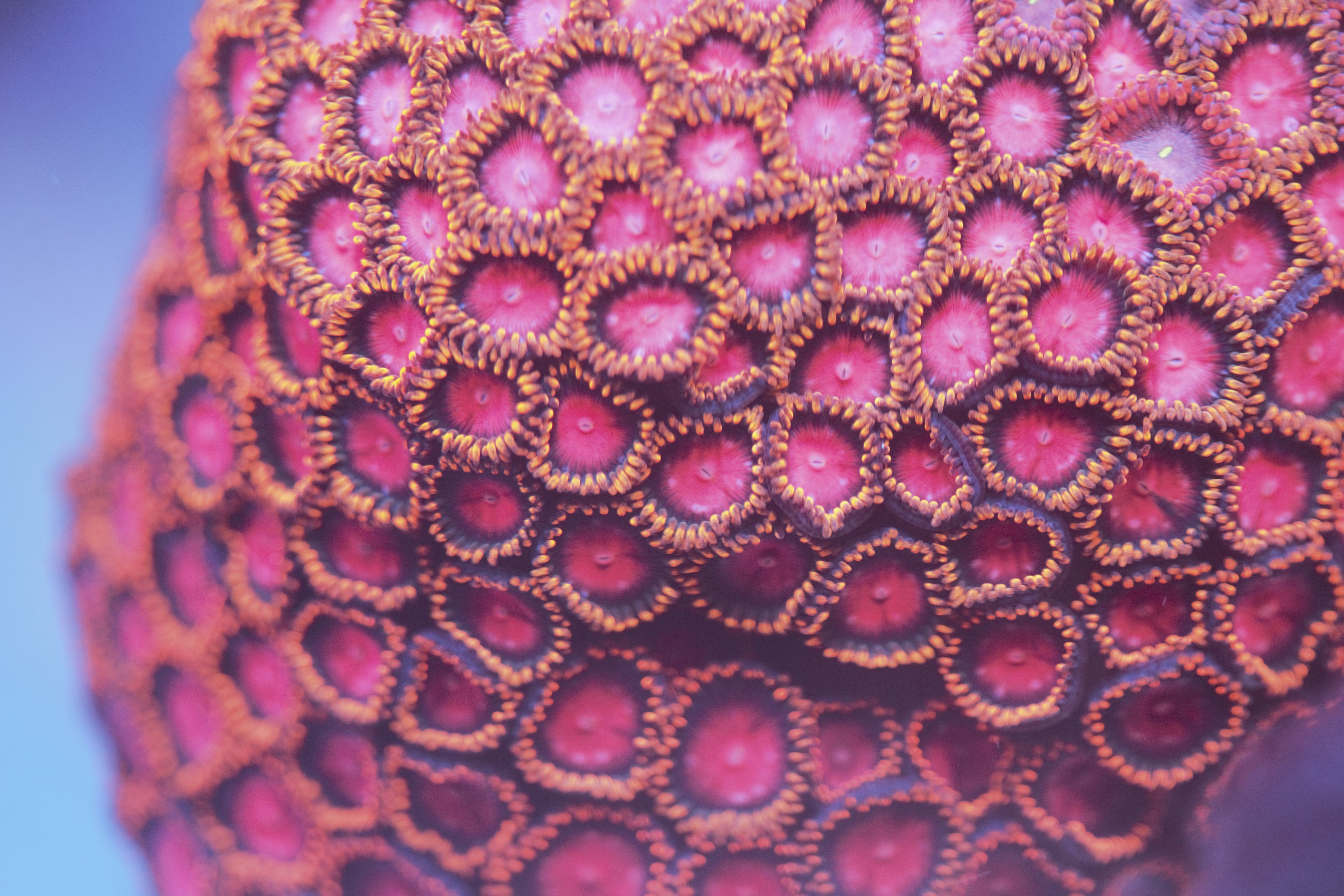 ZOA 　　　　　　　　　　　　　　　　　Z.O.A I10) Punk Rocker Zoa - WYSIWYG – Whitlyn Aquatics