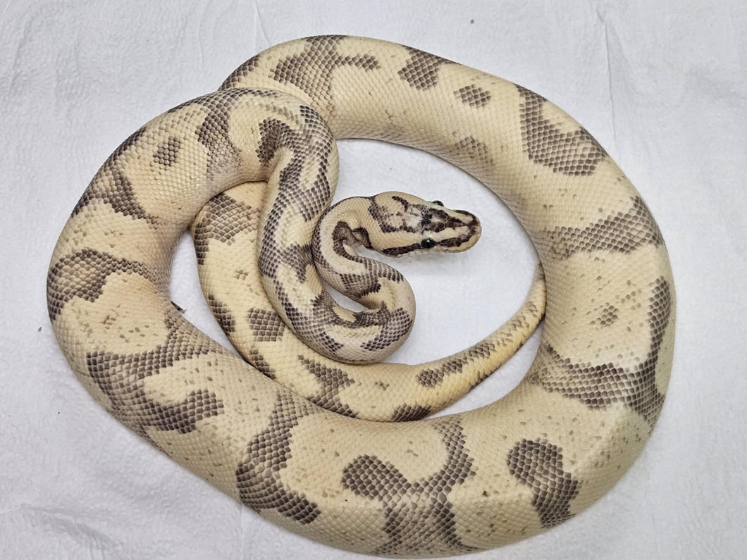 Pastel Fire Yellow Belly Super Enchi Ball Python