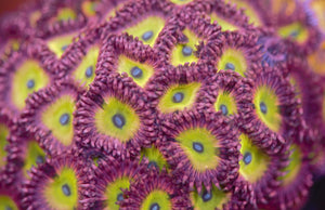 Pink Hippo Zoanthids