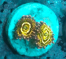 Load image into Gallery viewer, Stratosphere Zoanthid
