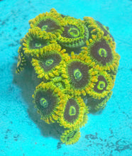 Load image into Gallery viewer, Yoda Zoanthid

