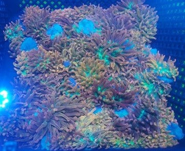 CRR Ultra Rainbow Bubble Tip Anemone