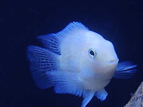 Snow White Platinum Parrot Convict Cichlid – Shop Reef N Reptile Snow White Platinum Parrot Convict Cichlid – Shop Reef N Reptile