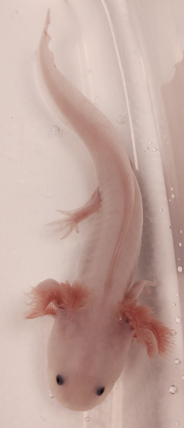Pink Axolotl Pet For Sale Leucistic Axolotl – Shop Reef N Reptile